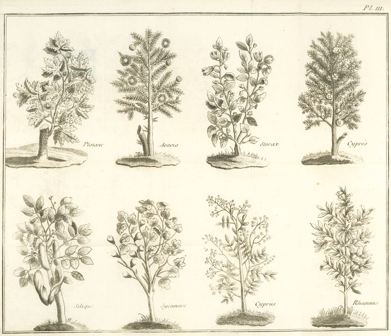 Platane, acacia, storax, cyprés, silique, sycomore, cyprus, rhamnus.