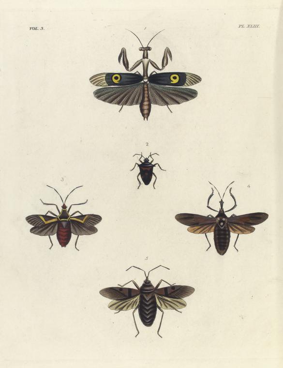 1. Pepsis Atrox; 2. Chlorion Ferox; 3. Atta Fervens; 4. Pepsis Severa.