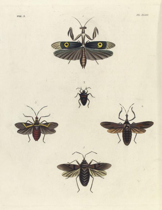 1. Pepsis Atrox; 2. Chlorion Ferox; 3. Atta Fervens; 4. Pepsis Severa.