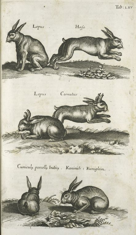 Lepus, Hase; Lepus Cornutus; Cuniculæ porcellæ Indicæ, Kaninich, Kuniglein.