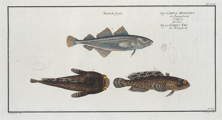 1. Gadus Minutus, The Poor; 2. 3. Gadus Tau, The Toald-Fish.