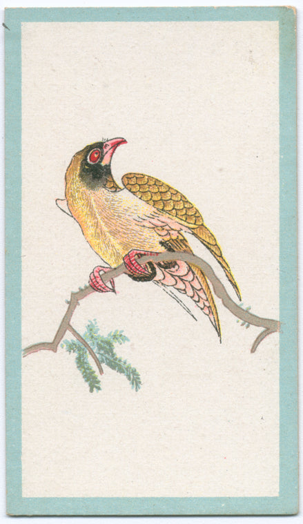 Birds of the East.