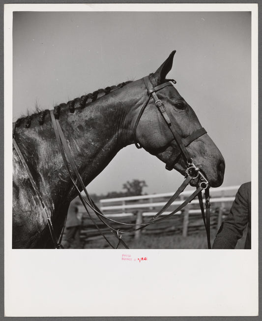 Horse with braided mane after race. Virginia Gold Cup horse races, Warrenton, Virginia.