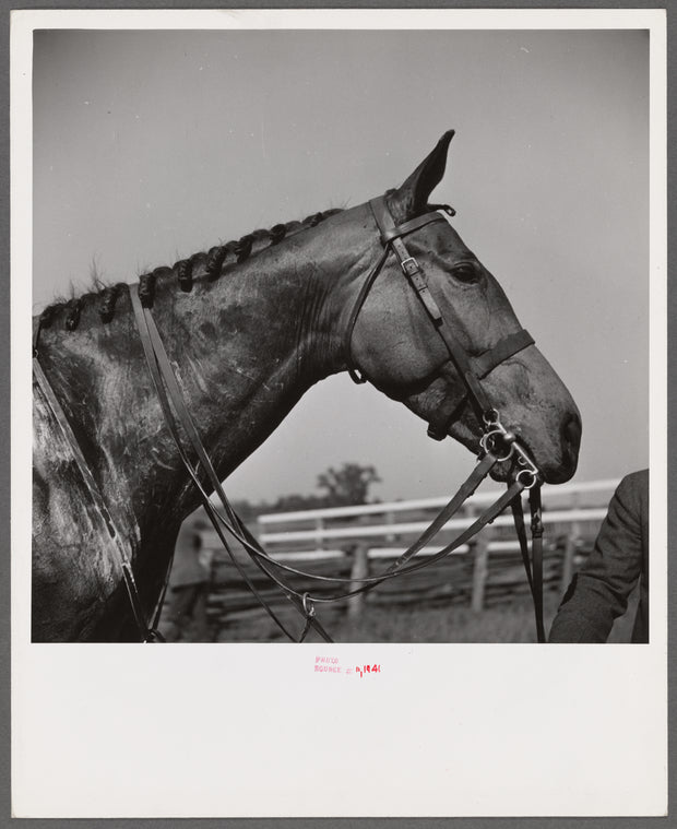Horse with braided mane after race. Virginia Gold Cup horse races, Warrenton, Virginia.