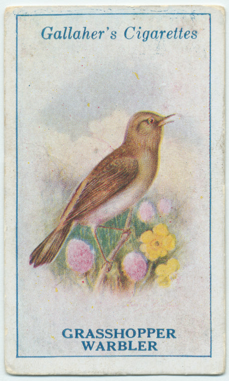 Grasshopper warbler.