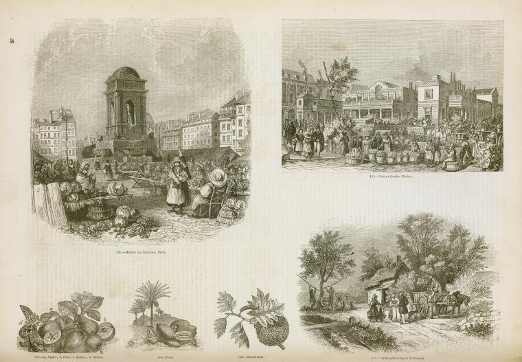 Markets, fruits and vegetables, apple gathering