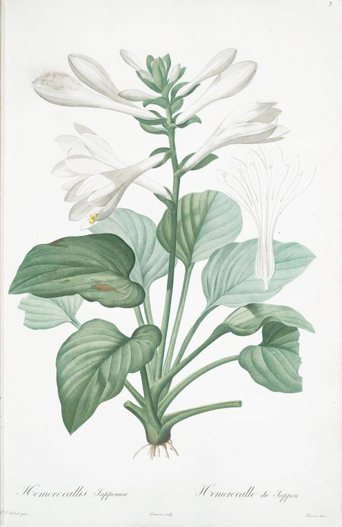 Hemerocallis japonica