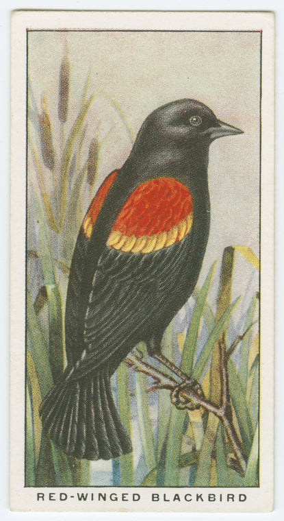 Red-winged blackbird (Agelaius phœniceus).