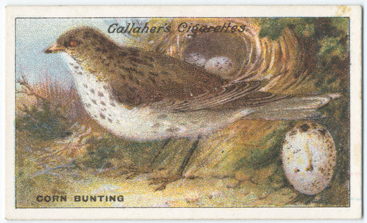 Corn bunting.