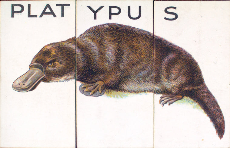 Platypus.