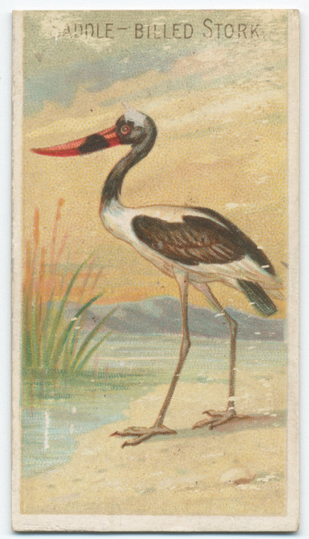 Saddle-billed stork.