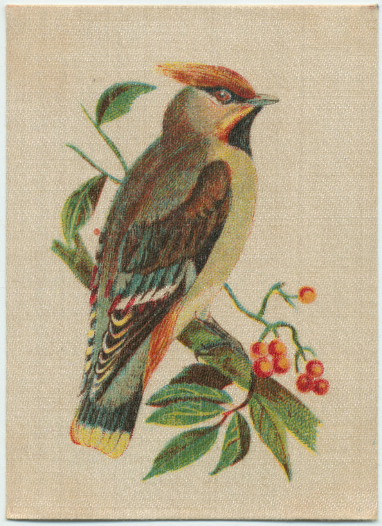 Waxwing Chatterer.