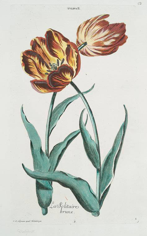 Tvlipa II = La Solitaire brune. [Tulip II]