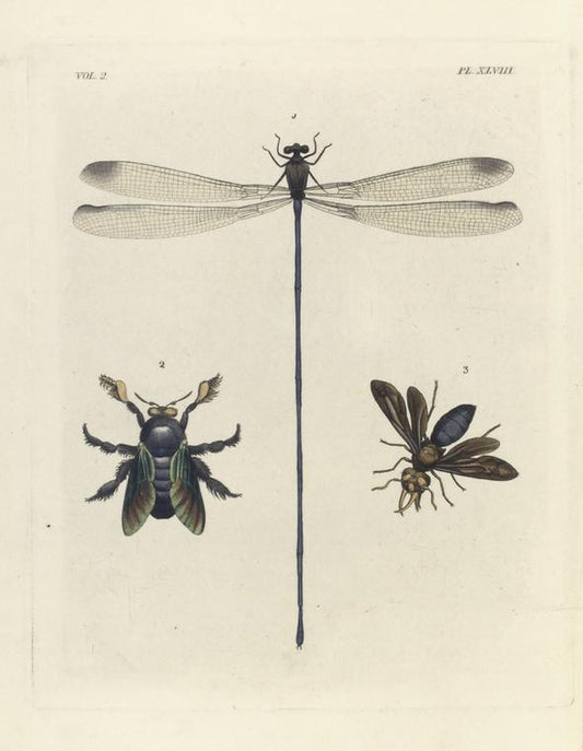 1. Lestes Lucrecia; 2. Xylocopa Latipes; 3. Synagris Cornuta (male).
