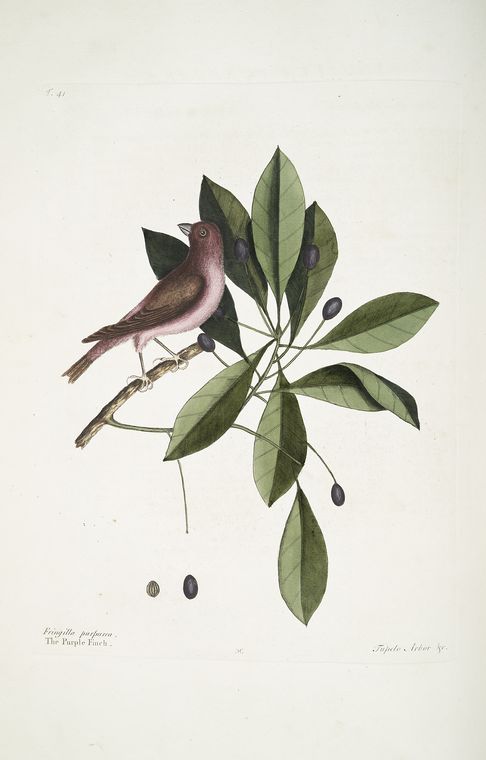 Fringilla purpurea, The Purple Finch; Tupelo Arbor &c., The Tupelo Tree.