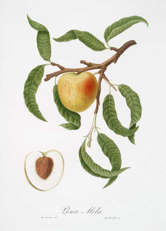 Pesca mela. [Persica mali-formis ; Peach]]