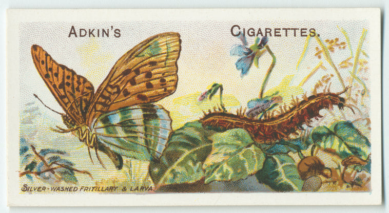 Silver-washed fritillary & larva.