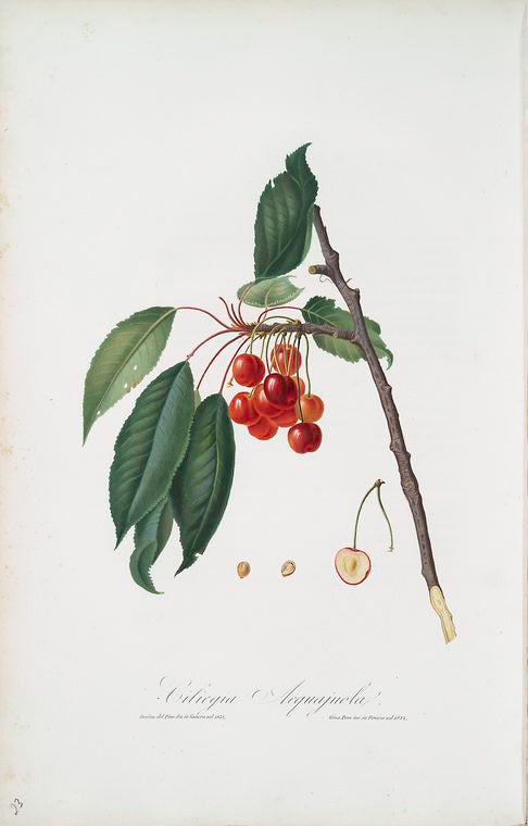 Ciliegia acquajuola. [Cerasus ; Ciliegio acquaiolo ; Cherries]