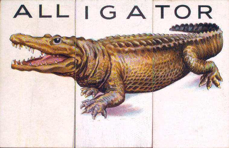 Alligator.