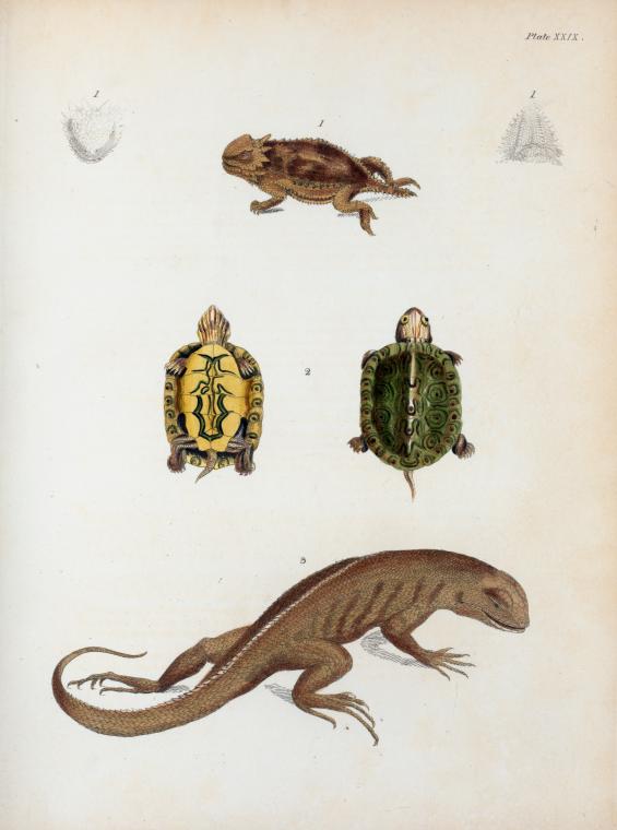 1. Phrynosoma Blainvillii; 2. Emys ornata; 3. Leiocephalus carinatus.