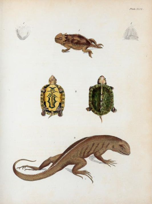 1. Phrynosoma Blainvillii; 2. Emys ornata; 3. Leiocephalus carinatus.