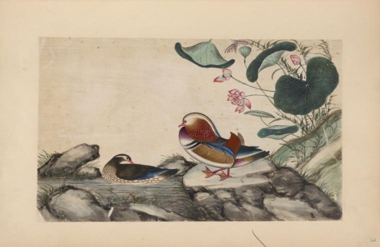 Two birds, one in water, one on stone.