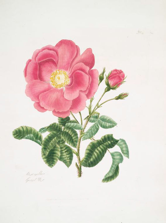 Rosa gallica