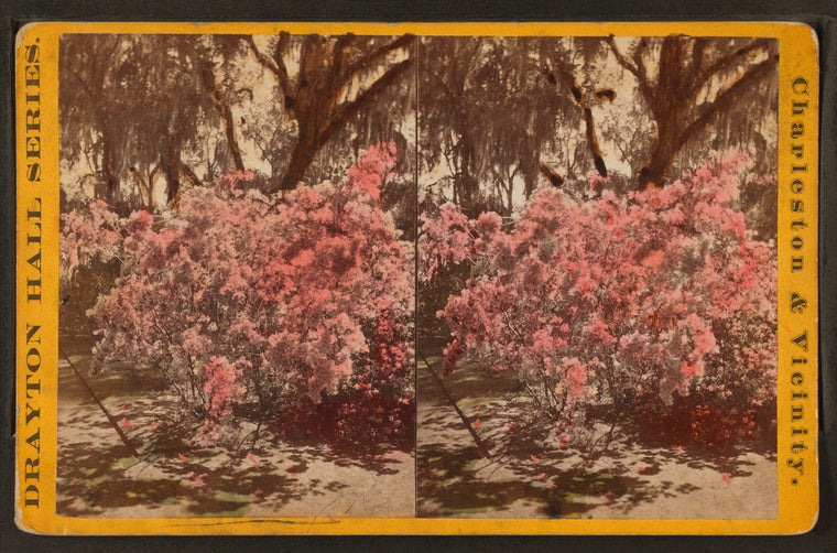 Magnolia-on-the-Ashley.