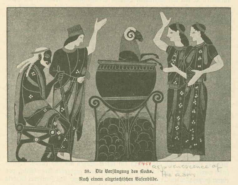 Die Verjüngung des Bocks