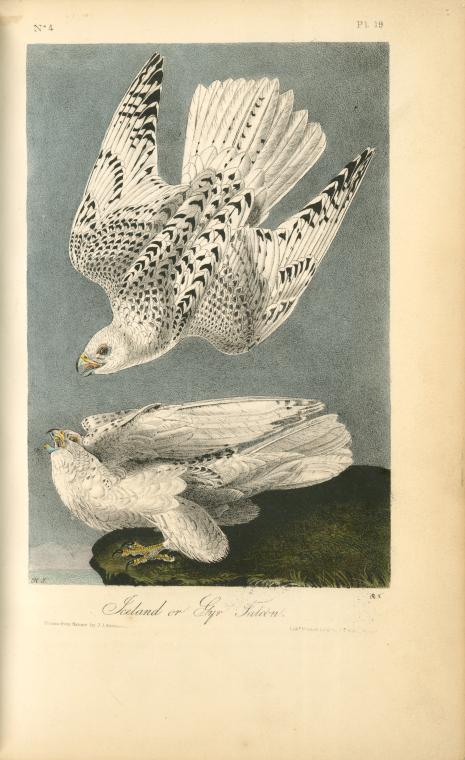Iceland or Gyr Falcon