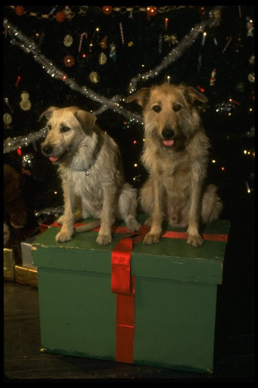Sandy the dog and his understudy on the set of the Broadway production of the musical "Annie."