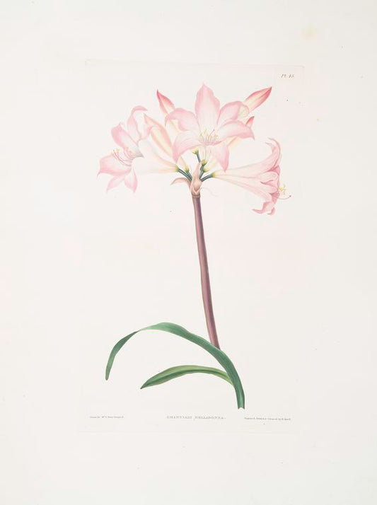 Amaryllis belladonna