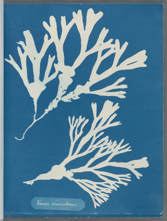 Fucus vesiculosus