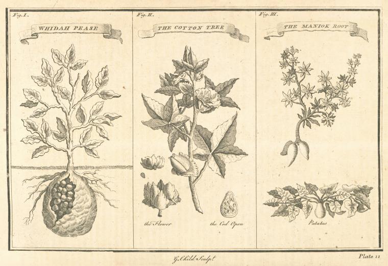 Whidah pease ; The cotton tree ; The Maniok root