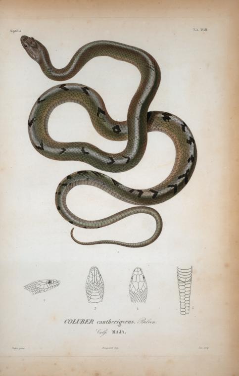 Coluber cantherigerus, Bibron, vulg. maja