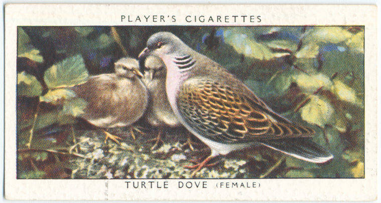 Turtle dove (female).