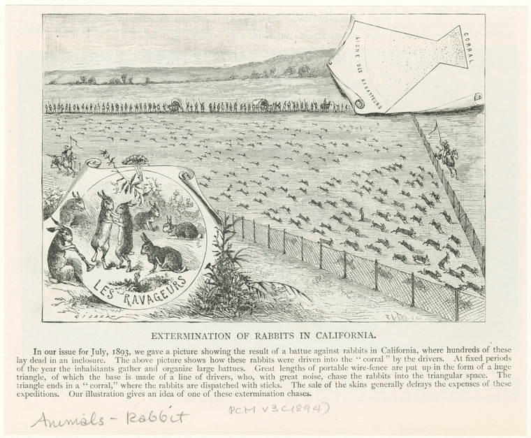 Extermination of rabbits in California