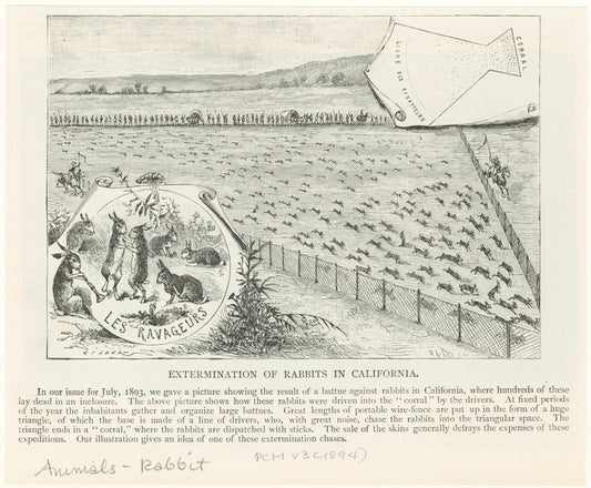 Extermination of rabbits in California