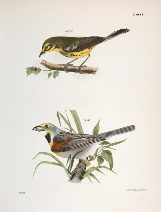 110. The Prairie Warbler (Sylvicola discolor). 111. The Black-throated Bunting (Emberiza americana).