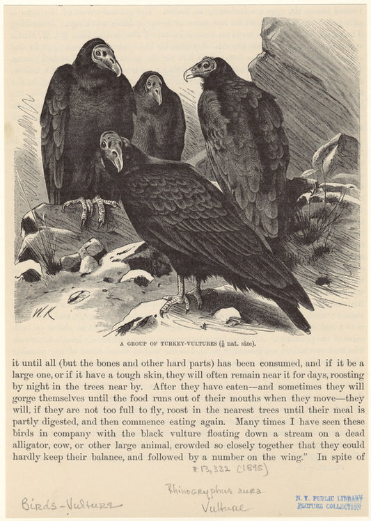 A group of turkey-vultures