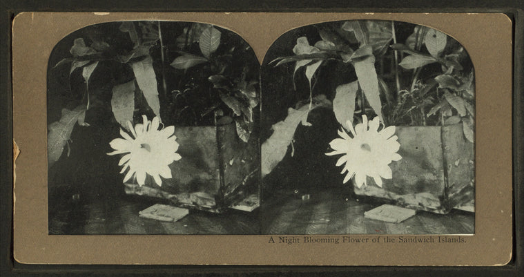 A night blooming flower of the Sandwich Islands