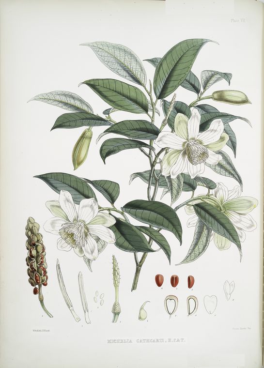 Michelia Cathcartii, H.f. et T.