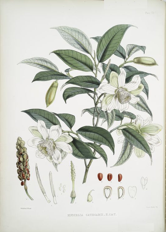 Michelia Cathcartii, H.f. et T.