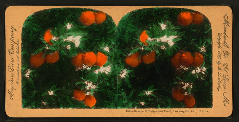 Orange Blossoms and Fruit, Los Angeles, Cal., U.S.A.