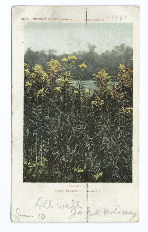 Golden Rod, State Flower, Alabama