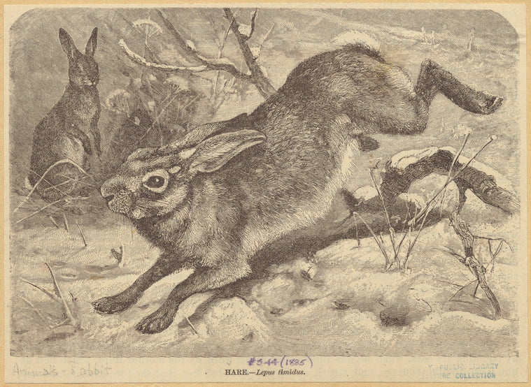 Hare -- Lepus timidus