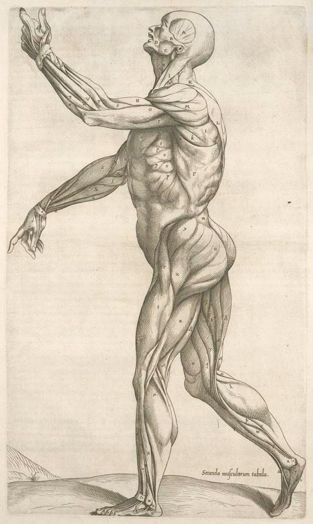 Secunda musculorum tabula. [Shows muscles in a walking position]
