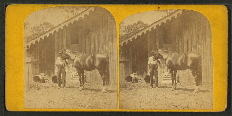 Lexington. (Race horse.)