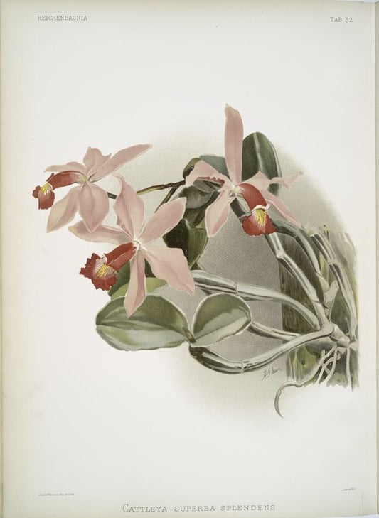 Cattleya superba splendens.