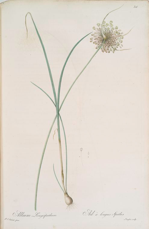 Allium longispathum